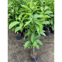 Cây 🌲 Vú Sữa Hoàng Kim