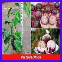 Cây Vú Sữa Mica - Không có mủ ở phần vỏ, rất ngon chịu mặn sinh trưởng tốt, Giống chuẩn 100  tặng phân bón