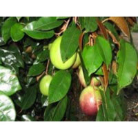 Cây vú sữa tím bắc thảo cây đẹp. (siêu sớm 18 tháng)(giống siêu tốt)