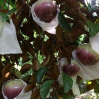 Cây vú sữa tím bắc thảo cây đẹp. (siêu sớm 18 tháng) (chuyên cây giống )