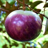Cây vú sữa tím Mica không mũ, ăn cả vỏ - chuẩn F1