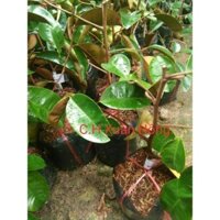 cây vú sữa tím mica, không mủ, cao 70-90cm.