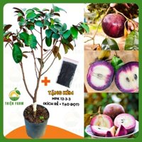 Cây Vú Sữa Tím Mica THIỆN FARM 100cm, quả tím ngọt đậm đà, dày thịt ít hạt, trồng chậu, thùng xốp