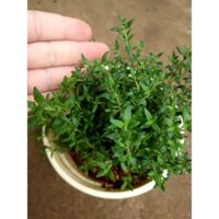 Cây Xạ Hương (Thyme)