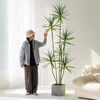 Cây Xanh Giả/Cây Mô Phỏng Khổ Lớn Sang Trọng Agave/Đồ Trang Trí Phòng Khách Nội Thất Cao Cấp Cây Huyết Rồng