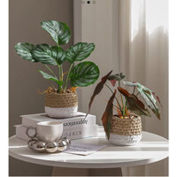 Cây xanh mô phỏng có độ chân thực cao, cây giả trồng trong chậu nhỏ - Trang trí phòng khách