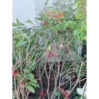 Cây XaPo(hồng xiêm)