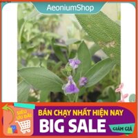 Cây Xô Thơm - SAGE - Cây Ngải Đắng - GIA VỊ TÂY