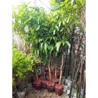 CÂY XOÀI ĐÀI LOAN HẠT LÉP CÂY CHOAI ( cao 1m6-2m) năm sau ra quae