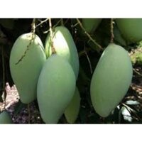 cây xoài đài loan siêu trái cây choai.