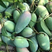 Cây 🌲 Xoài Đài Loan.... siêu sớm