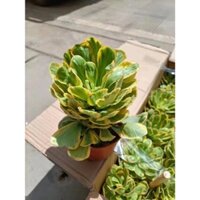 Cây Xương Rồng Ngọc Kỳ Lân Vàng