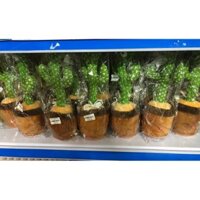 CÂY XƯƠNG RỒNG NHẢY MÚA VÀ NHẠI GIỌNG NÓI