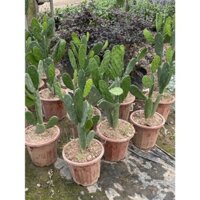 Cây xương rồng tai thỏ cao 50-60cm