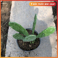 Cây xương rồng tai thỏ size vừa, Cao 25cm hình thù bắt mắt sức sống mãnh liệt