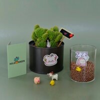 Cây Xương Rồng Tai Thỏ Vàng Hulo Green (Không Dùng Đất - Chậu Thiếc) - Trang Trí, Decor Phòng, Cây Cảnh Mini