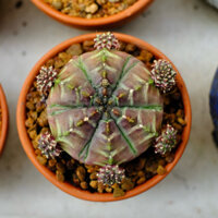 Cây xương rồng var ( lem, daydream )