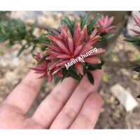 [CÂY ZIN] Combo 10 cây Tùng kim cương đọt đỏ lá nhỏ cao 10 cm-Ra đọt non sẽ đỏ-vườn tùng Minh Khương-Bonsai cây cảnh