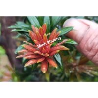 [CÂY ZIN] Combo 10 cây Tùng kim cương đọt đỏ lá nhỏ cao 10 cm-Ra đọt non sẽ đỏ-Minh Khương Garden