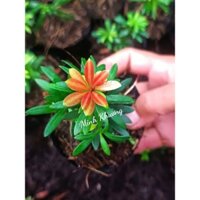 [CÂY ZIN] Combo 10  cây Tùng kim cương đọt đỏ lá nhỏ cao 5cm-Ra đọt non sẽ đỏ-Minh Khương