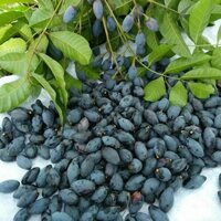 Cbo 2 cây giống trám đen