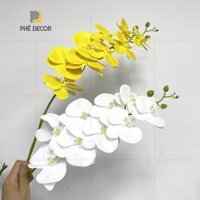 CH1 - Cành lan hồ điệp