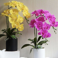 chậ hoau lan hồ điệp 2 nhánh kèm sen đá cao 48cm trang trí nhà cửa, cửa hàng, văn phòng