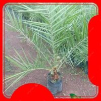 CHÀ LÀ NAM MỸ choai 2 tuổi cao 1m, loại cây cảnh, cây công trình được ưa chuộng -94@