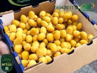 Chà Là Tươi Giống Barhi Ấn Độ | Namibia Nam Phi