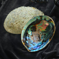 CHÂN ĐẾ GỖ giá gỗ 3 chân đựng vỏ sò - Đĩa ốc xà cừ đốt xô thơm Wooden Cobra Stand - 1Ốc Xanh Đại 14-16cm