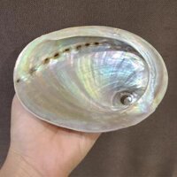 CHÂN ĐẾ GỖ giá gỗ 3 chân đựng vỏ sò - Đĩa ốc xà cừ đốt xô thơm Wooden Cobra Stand - 1Ốc Hồng Đại 14-16cm