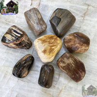 Chặn giấy đá gỗ hóa thạch - Mẫu chặn giấy độc đáo và sang trọng