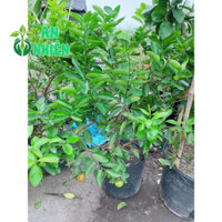 Chanh Không Hạt Cây Lớn Có Trái