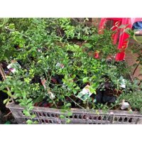 CHANH NGÓN TAY-GIÁ TRỊ DINH DƯỠNG CAO