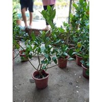 Chanh vàng mĩ cây đang cho quả + Tặng 01 cây dâu da đất( bòn bon)