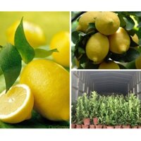 Chanh vàng mỹ cây chiết cây từ cây mẹ nhập khẩu ảnh thật ảnh số 3