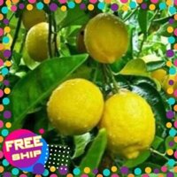 chanh vàng mỹ + Tặng 02 cây nhót ngọt
