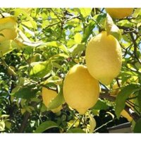 CHANH VÀNG TRỒNG CHẬU SAI TRĨU QUẢ