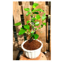 CHAT SHOP tư vấn vận chuyển-Cây Dâu TẰM BON SAI 50cm KHOẺ Ládâu tép tặngdịchtrùn SHIP30PHÚT