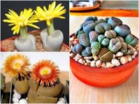 Chậu 18 cây Thạch lan mix màu hoa (Đá sống, sen mông, Lipthop) trồng sẵn