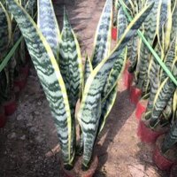 Chậu 4 Cây Lưỡi hổ dài