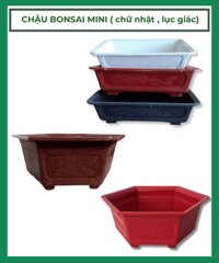 Chậu bonsai mini chậu nhựa trồng cây bonsai