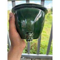 Chậu bonsai Nhật bản, Maruhachi men xanh rêu chân sư tử