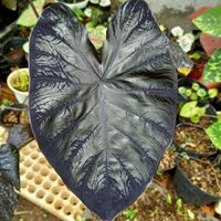 Chậu cây alocasia black coral - ship toàn quốc