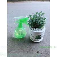 Chậu Cây Bạc Hà Doublemint Kèm Bình Tưới Mini