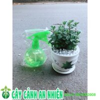 Chậu Cây Bạc Hà Doublemint Kèm Bình Tưới Mini