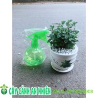 Chậu Cây Bạc Hà Doublemint Kèm Bình Tưới Mini