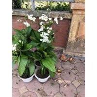 CHẬU CÂY BÁCH THỦY TIÊN ( LAN NƯỚC ) MANG LẠI MAY MẮN CHO GIA CHỦ, CỰC DỄ TRỒNG