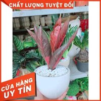 Chậu cây bao thanh thiên Nhiều Người Mua