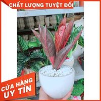 Chậu cây bao thanh thiên